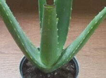 aloe vera healing medicinal