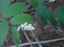 edible and medicinal plants