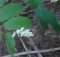 edible and medicinal plants