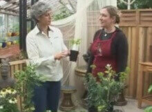 healing medicinal plants