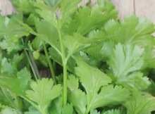 cilantro healing and medicinal properties