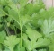 cilantro healing and medicinal properties