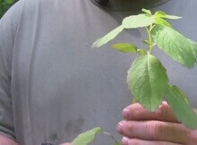 herbal remedy for poison ivy