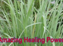lemongrass natural healing medicinal