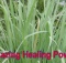 lemongrass natural healing medicinal