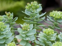 RHODIOLA healing herb