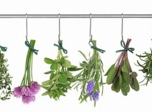 most underrated medicinal plants