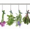 most underrated medicinal plants