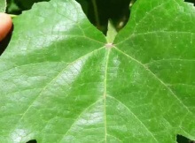identifying wild edible greens