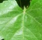 identifying wild edible greens