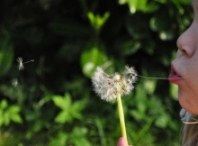 little girl blowing dandelion weed