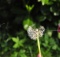 little girl blowing dandelion weed