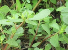 foraging for purslane a superfood plant