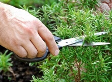 rosemary helps memory