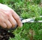 rosemary helps memory