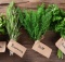 anti-inflammatory herbs