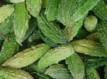 bitter melon fights cancer and helps diabetes