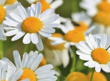 chamomile healing herb and plant