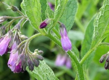 comfrey - healing plant and herbal medicine