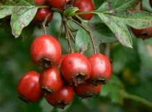 hawthorn berries