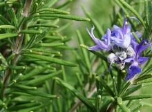 rosemary is a healing medicinal herb