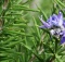 rosemary is a healing medicinal herb