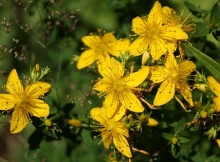 using st johns wort for depression herbal remedy