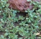 wild edible plants