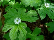 is goldenseal a cure all?