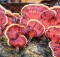 healing power of medicinal mushroms