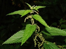 natural allergy relief