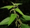 natural allergy relief